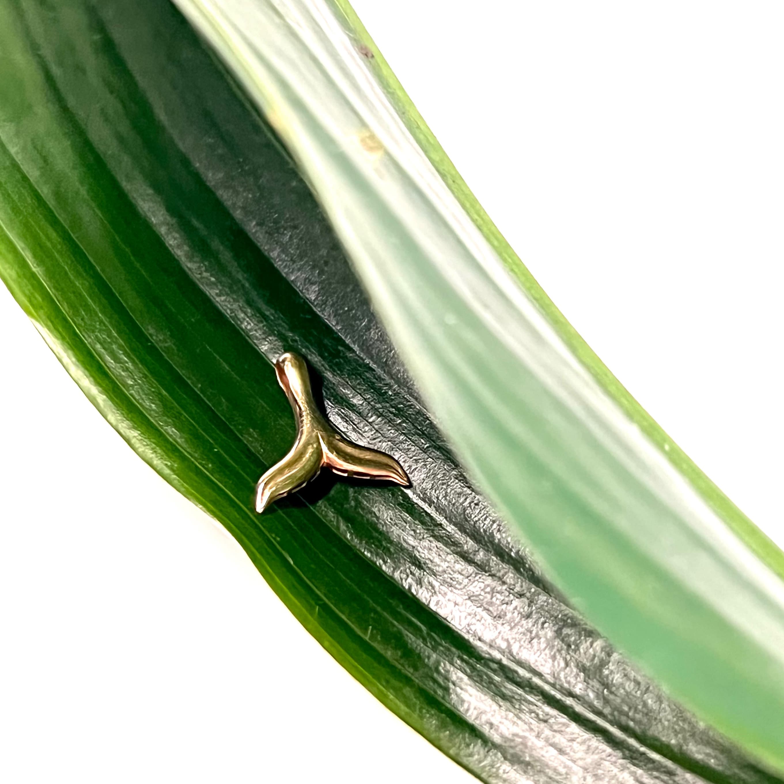 عکس 1ام محصول